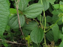 Image result for Dioscorea dumetorum