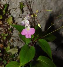 Image result for Impatiens psychadelphoides