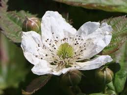 Außerdem muss die rubus fruticosus regelmäßig geschnitten werden, dann sind alle beeren leichter zu pflücken. Brombeere Choctaw Rubus Fruticosus Choctaw Baumschule Horstmann