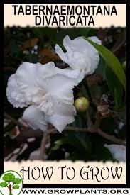 Image result for Tabernaemontana