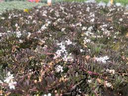 Image result for Myoporum