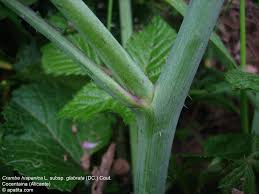 Image result for Crambe hispanica