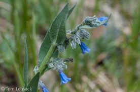 Image result for Landolphia lanceolata