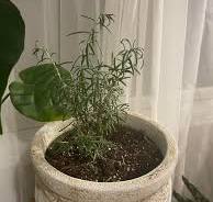How to care for a rosemary plant in a hot location?