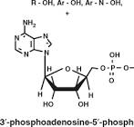 Sulphonation - an overview | ScienceDirect Topics
