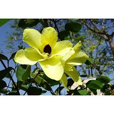 Image result for Bauhinia tomentosa