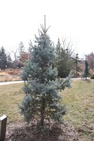 Blue spruce grow well in u.s. Spruce Colorado Blue Nebraska Forest Service