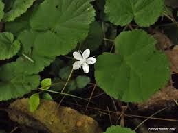 Image result for Rubus repens