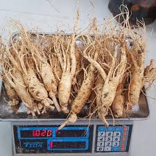 Nhân Sâm Tươi Hàn Quốc Từ 10 Đến 12 Củ/kg