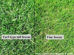 Turf Type Tall Fescue And Fine Fescue Texture Comparison Image Detail For Figure 4 23 Tall Fescue Fescue Lawn Irrigation