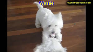 Westies For Sale In Florida 01 2022