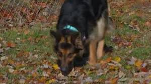 Find the perfect puppy for sale in columbus, ohio at next day pets. Max S Mission 6 Year Old German Shepherd Mix Looking For Forever Home Nbc4 Wcmh Tv