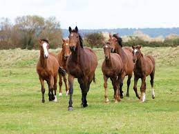 Why Should You Keep Your Horse In A Herd Horse And Rider