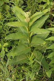 Common milkweed (asclepias syriaca l.) is an invasive 'super species' that has invaded extensive areas in europe, forming novel ecosystems.one study has reported neutral effects of common milkweed on the native flora of sand dune grasslands in hungary after the removal of invasive pine plantation. Asclepias Syriaca Wikipedia