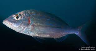 Breca Pagellus Erythrinus Enelmar Es