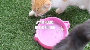 Perlu sobat ketahui merk makanan hewan kucing royal canin ini dikenal sangat cocok untuk hewan kucing yang hidup di indonesia loh, kenapa? Buat Sendiri Wet Food Untuk Kucing Ayam Rebus Youtube