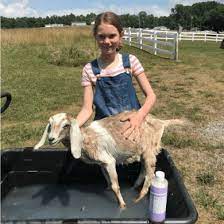 Pet Care With Dr Bronner S Dr Bronner S