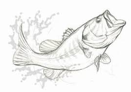 Check spelling or type a new query. Drawing Of A Largemouth Bass On Behance