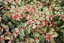 Image result for Craibia grandiflora