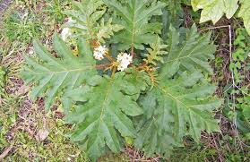 Image result for Solanum chrysotrichum