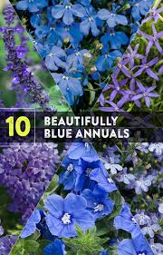 We did not find results for: 23 Blue Plants Ideas In 2021 Blue Plants Plants Perennials