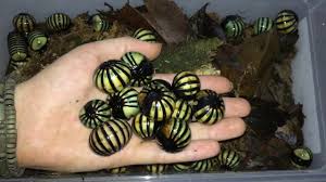 Live bait for ocean fishing. Roly Poly Pill Bug Youtube