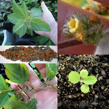 Image result for Waltheria indica