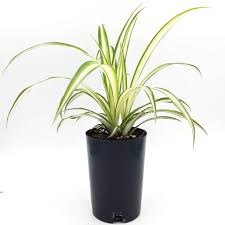 Image result for Chlorophytum pauper