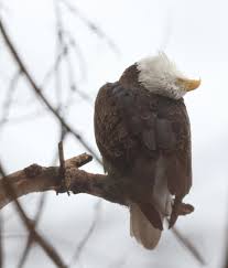 Two loose goldens in nanuet in the hamlets