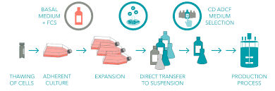 This includes cell dissociation, counting cells, determining optimal seeding density and preparing new. The Key To An Easier Scale Up Suspension Adapted Cells Xell Ag