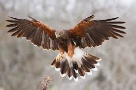 French Birds Of Prey Pictures Pin By Shaina French On Birds Harris Hawk Animal Spirit Guides Birds Of Prey
