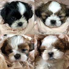 These babies are akc registered and will be dewormed and up to date on their shots and vaccines. I Mean Seriously These Puppies Are So Freaking Cute Shihtzu Foxiepup Mrmilespup Shitzu Puppies Shih Tzu Cute Baby Animals