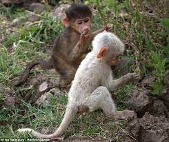 Is He Listening To The Arctic Monkeys Photographer Captures White Baboon Putting On A Slick Dance Show In Zambia Baboon Albino Animals Animals Beautiful