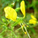 Image result for Aneilema aequinoctiale