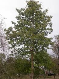 Image result for Sterculia