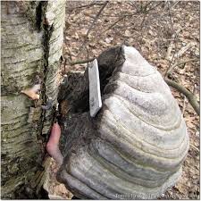 Geocache Geocaching Verborgen Opslag Leuke Ideeen