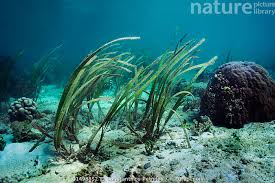 Image result for Enhalus acoroides