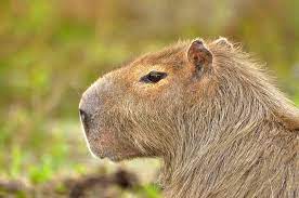 Jun 10, 2021 · buenos aires: An Exotic Hide Explained Carpincho Aka Capybara Hide Pieces Of Argentina