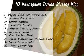 Saking enaknya, kepopuleran durian ini bahkan menyaingi durian monthong asal thailand yang lebih dulu populer.sebenarnya, bagaimana asal usul durian ini? 10 Keunggulan Durian Musang King Bibit Buahku