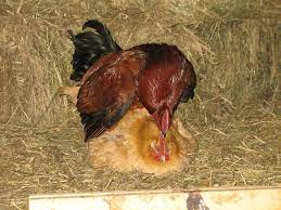 A rooster bite can break the skin and draw blood (ask me how i know). Roosters Biting The Hens Backyard Chickens Learn How To Raise Chickens