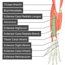 Posterior interosseous nerve (c7 and c8), the continuation of the deep branch of the radial nerve. Extensor Digitorum Muscle