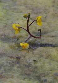 Image result for Utricularia australis