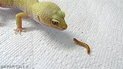 We did not find results for: Reptiles That They Are Referencing Teacups A Bsgedit Gif Find On Gifer