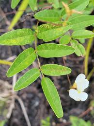 Image result for Smithia elliotii