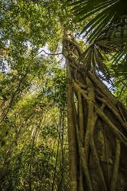 Faq What Is A Rainforest Old Trees What Is A Rainforest Beautiful Tree