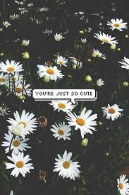 You Re So Cute It Makes Me Upset On We Heart It Join me in saying goodbye to my daughter with these sunflower quotes and sayings as well as gorgeous photos of sunflowers that will bring a smile to your face. you re so cute it makes me upset on