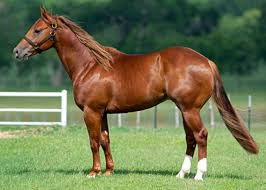 Pin By Dave Wild On Quarter Horses American Quarter Horse Horses Quarter Horse