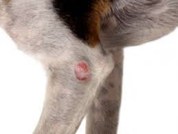 Warts appear even in the mouth and between the toes of the dog. Mast Cell Tumors