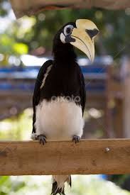 The only tour operator in east borneo indonesia who will give you the excelent hospitality services. Enggang Birds Animals Pixoto