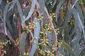 Image result for Eucalyptus sp.